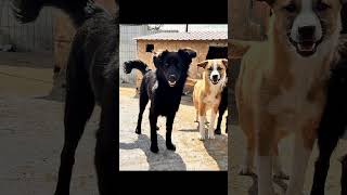 Zora ❤️❤️ jonge hond ter adoptie