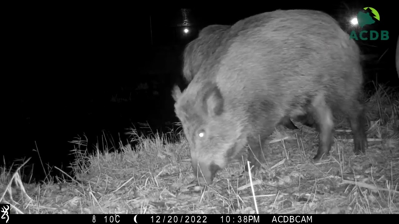 Herd of wild boars (Sus scrofa) feeding