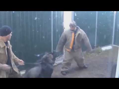 ქართული ნაგაზების წვრთნა.