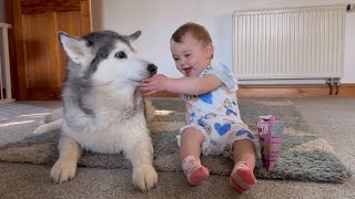My Baby Talking To My Husky Is The Cutest Thing You Will See!🥹.