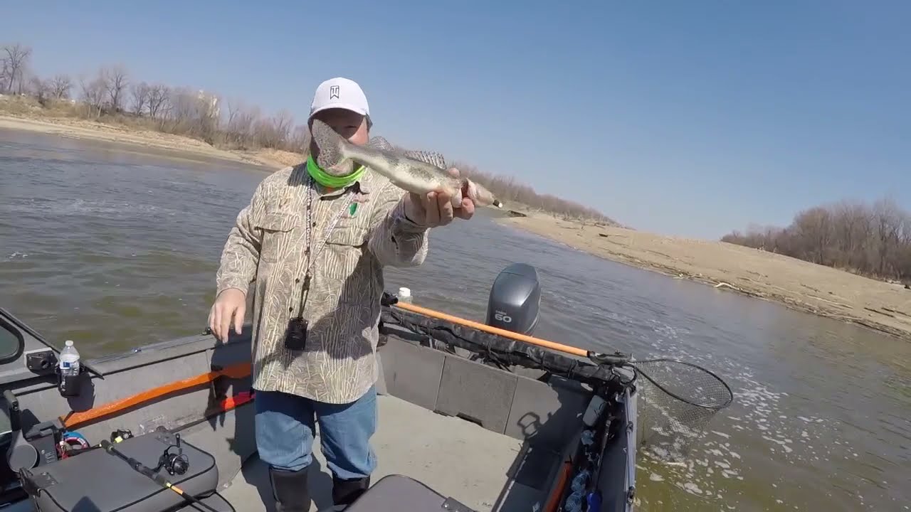 Sauger and Walleye - Kansas River, Kansas City Kansas USA