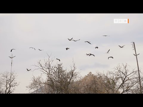 Аисты прилетели