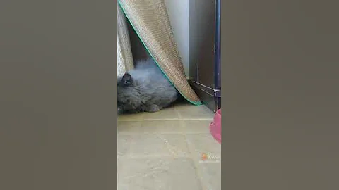 Video 784301: british shorthair longhair, british longhair blue