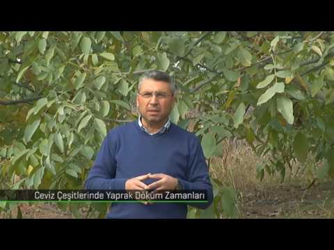 Video: Sonbahar Eğreltiotu Bilgisi - Bahçelerde Sonbahar Eğreltiotu Yetiştirme Hakkında Bilgi Edinin