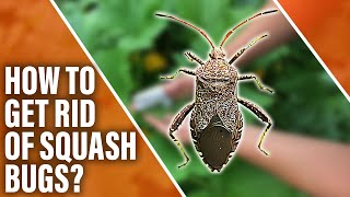 How to get rid of squash bugs?