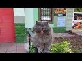 Petting a cat in Moscow oblast, Russia