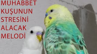muhabbet kuşu stresten nasıl çıkar bu melodi kuşunuzu dinlendirecek screenshot 2