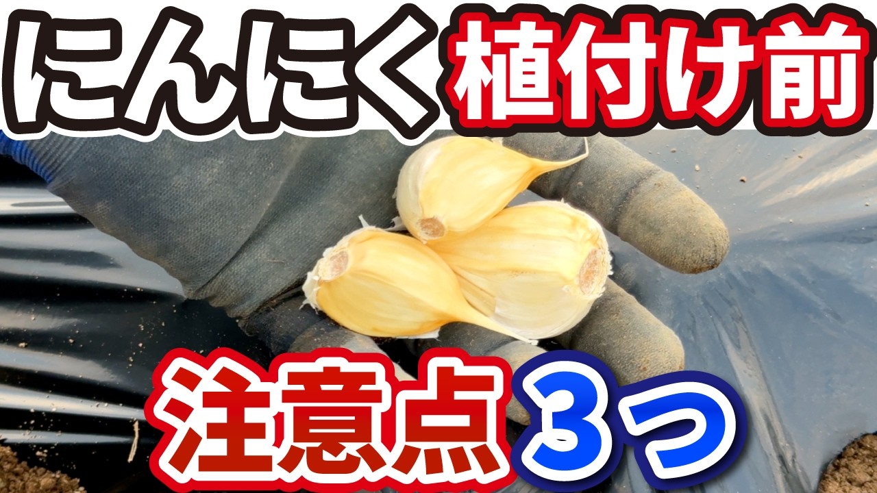 【ニンニク栽培】失敗しない！植え付け前に必ず知っておく３つのポイント