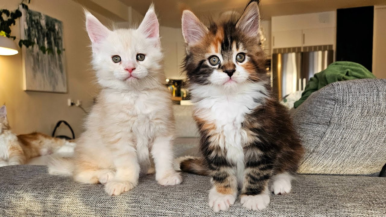 The Kittens' Final Escape!