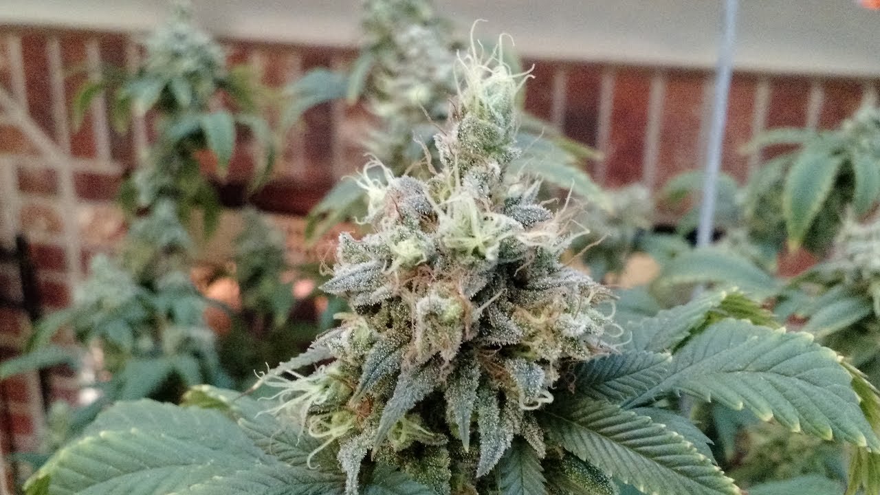 Pre-Harvest Nug Porn - Strawberry Blue Day 70 4K
