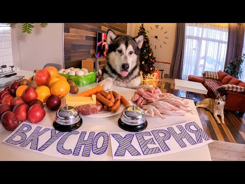 УМНАЯ Собака отвечает