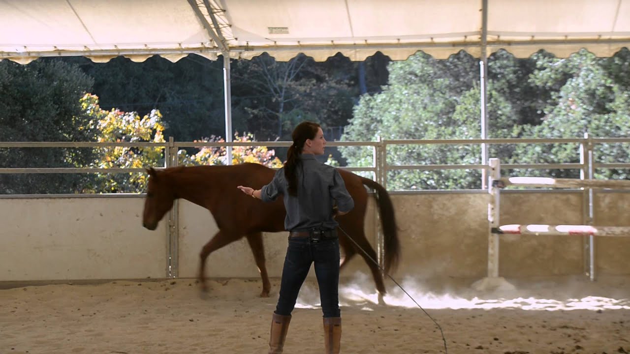 EQ and Equine Corporate Leadership Development; Pattern Recognition