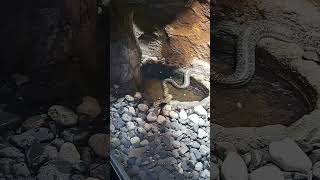 zoo zoopark baku snake azerbaijan animals