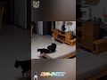 Fun smile and cats