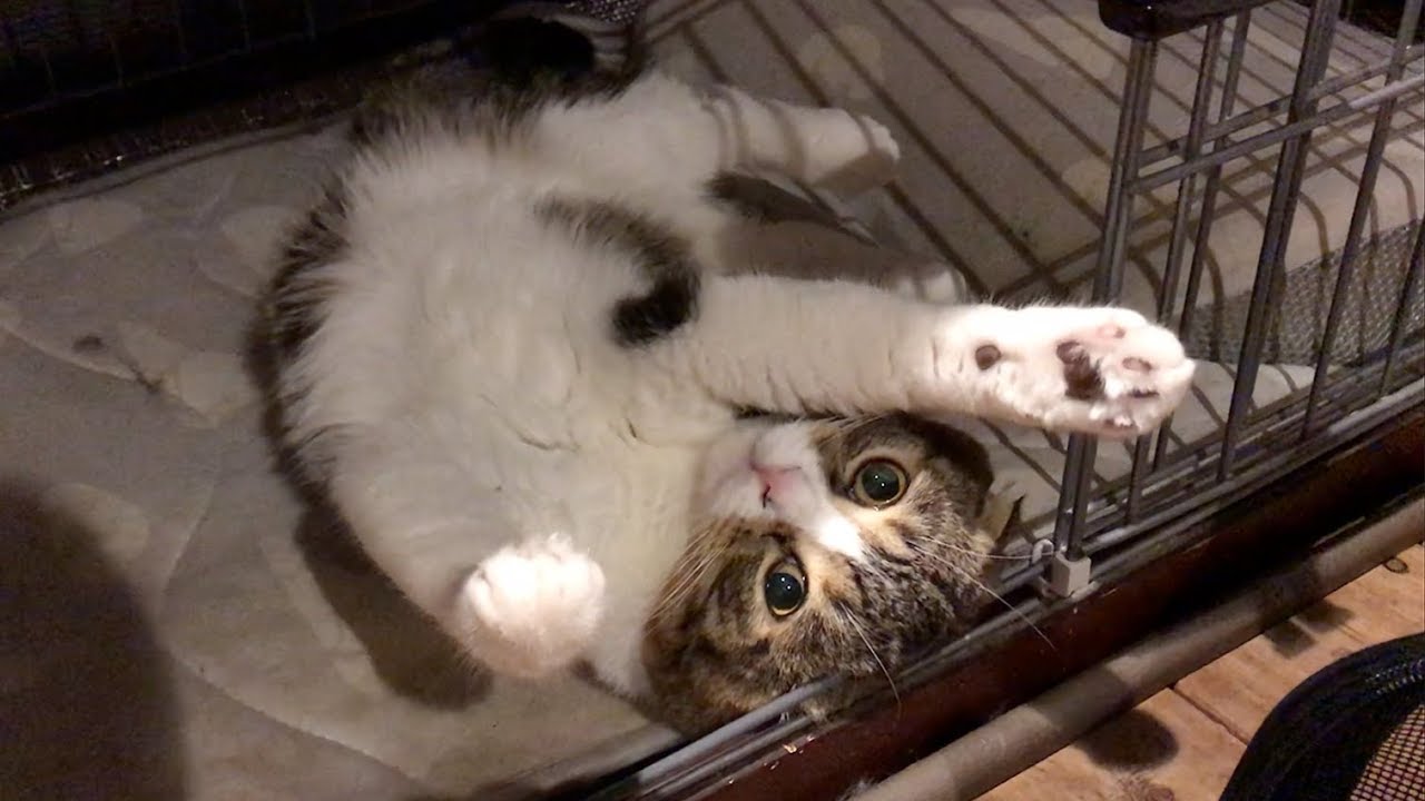 お家に帰ろう！な猫【スコティッシュフォールド】【Scottish Fold