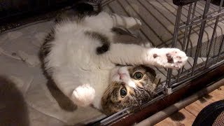 お家に帰ろう！な猫【スコティッシュフォールド】【Scottish Fold】