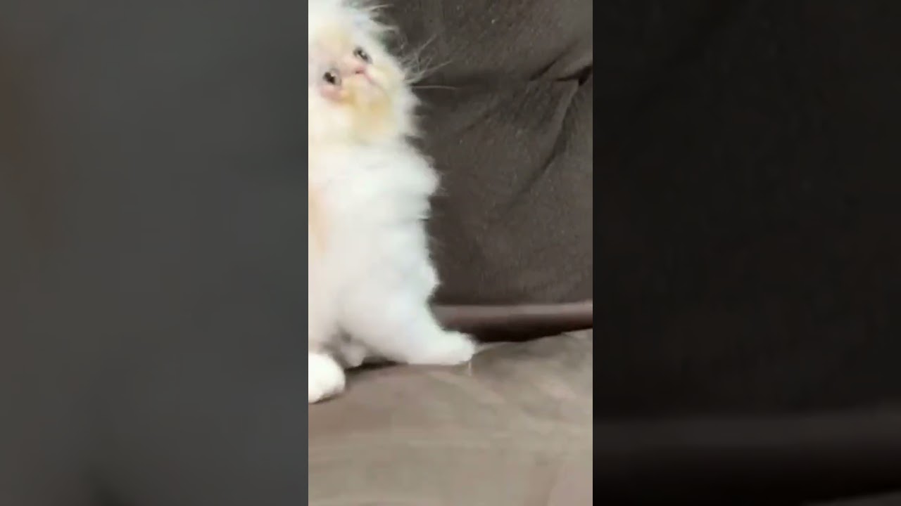 Funniest 😂 cat so cute 