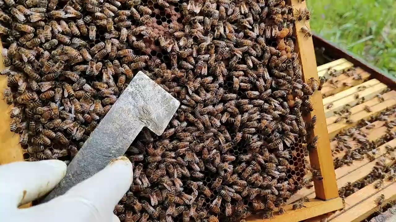 Momento opportuno per stringere le famiglie. 31-03-2025