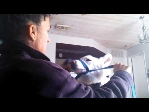 Emergency muzzle
