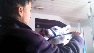 Emergency muzzle