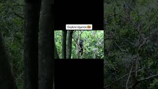 The masters of tree climbing #chimpanzee #forwildlife #animals #chimpanzee #kibale
