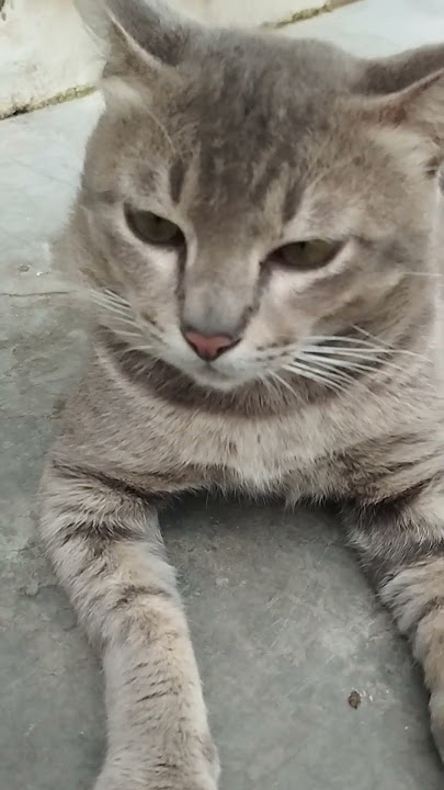 cat cute nyau nyau miaow