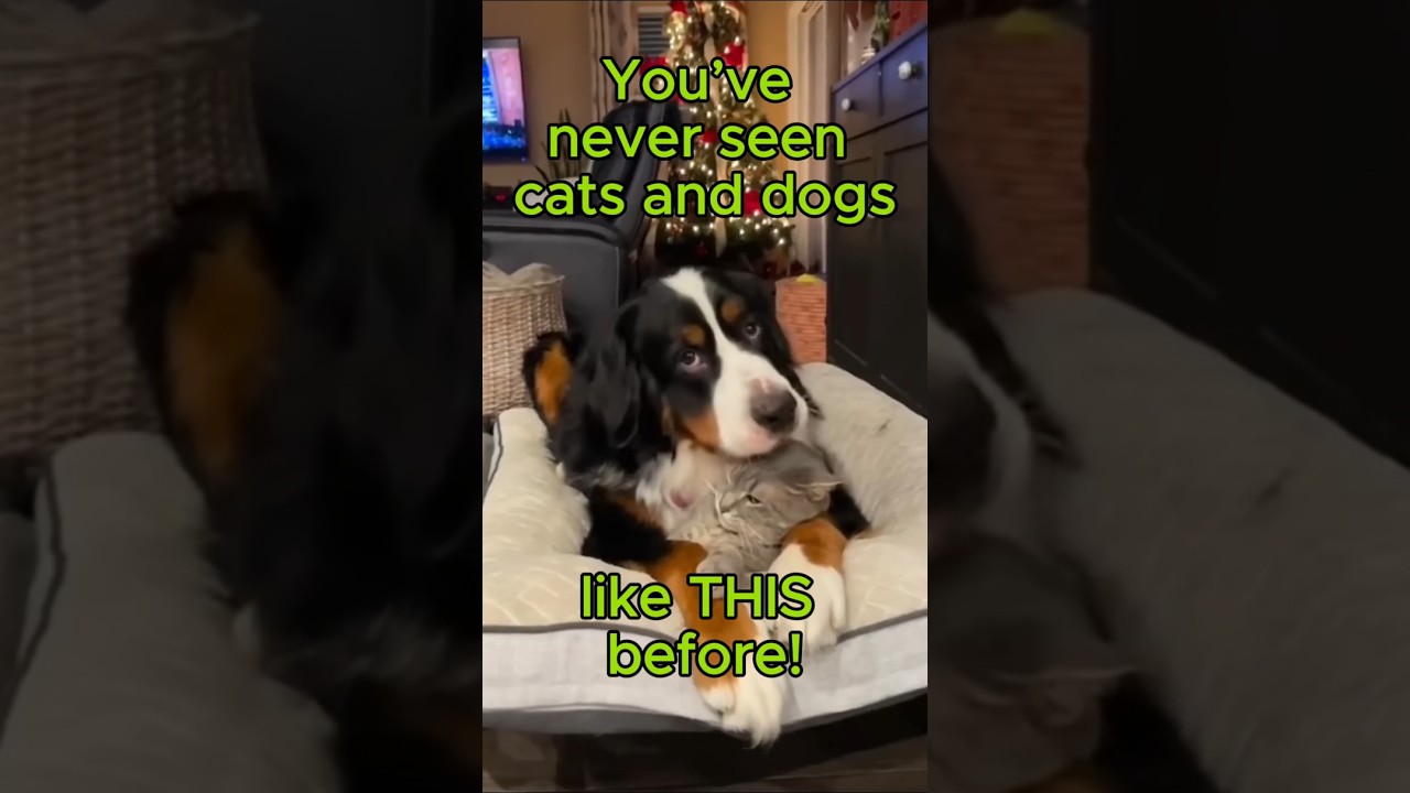 Cats&Dogs Part1