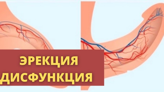 Жыныс және анатомия