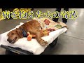 【奇跡】病と戦うゴールデンレトリーバー。 動けない愛犬が見せた獣医師も驚く姿とは。【希望をもらえる話】