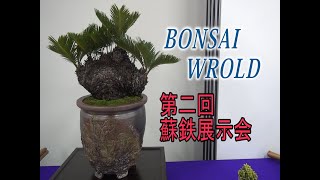 蘇鉄盆栽　ソテツ　山採り　寄せ植え お値下げ不可 蘇鉄盆栽 ソテツ 山採り 寄せ植え お値下げ不可 - メルカリ