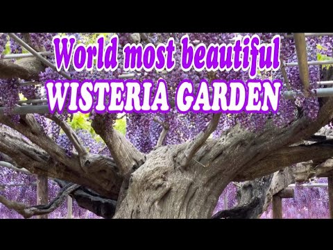 The World's most beautiful Wisteria Garden in Ashikaga Flower Park in Japan