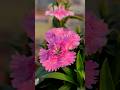 Meet Daintius winter flowering plant #gardening #flowers