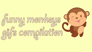Funny Monkeys Gifs Compilation