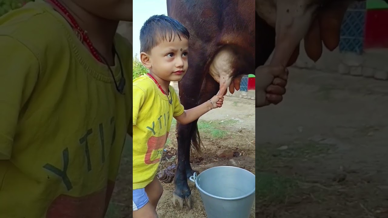 choti choti gaiya hai yggfgf vh 