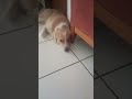 Estava de olho 🐶😆