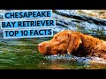 Chesapeake Bay Retriever - TOP 10 Interesting Facts の動画、YouTube動画。