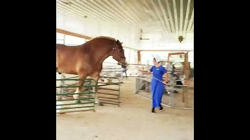 AMISH WOMAN TAKING BELGIAN HORSE OUT TO PASTURE