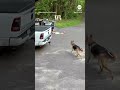 Bear chases dog down driveway