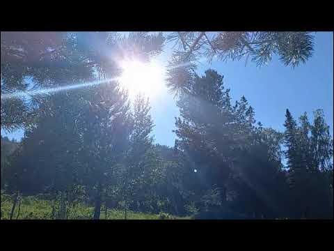 Такой лес что солнце и не сразу Такой лес что солнце и не сразу