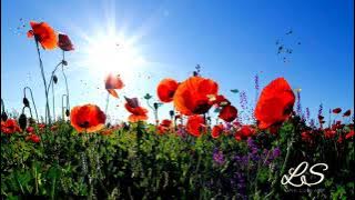 SHOLAWAT TERBARU YA AYYUHAN NABI COVER LIRIK SALWA SYIFA  #sholawatterbaru