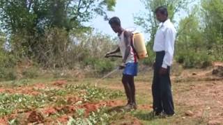 !st time vitamin spray in watermelon cultivation PRADAN Jharkhand