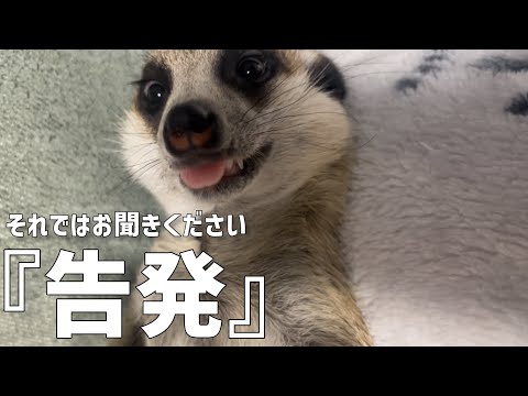 ミーアキャットのティアがノリノリで歌ってみた。ティア、渾身の告発とは!?