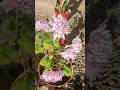 beautiful garden