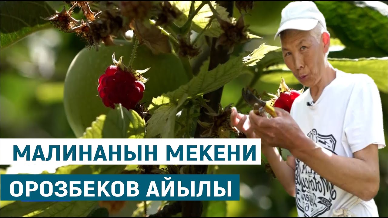 МАЛИНАНЫН МЕКЕНИ ОРОЗБЕКОВ АЙЫЛЫ//МЕНИН АЙЫЛЫМ