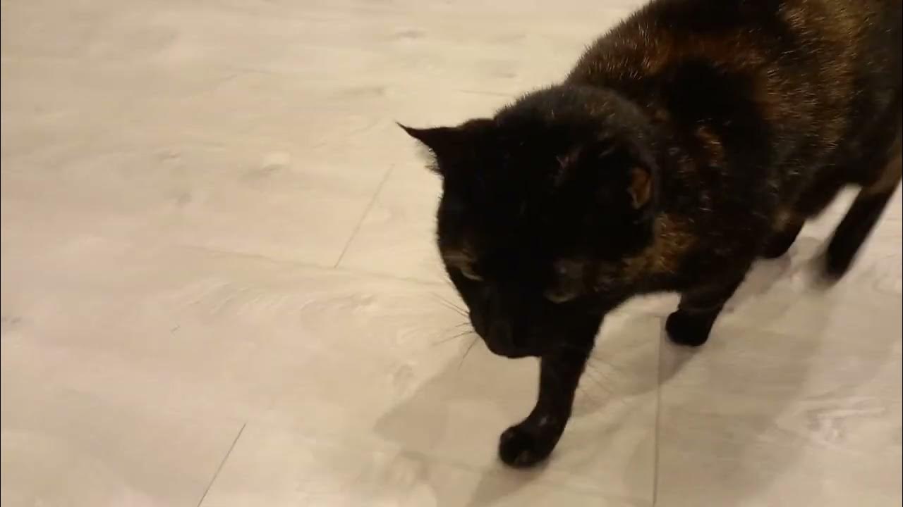 Tortoiseshell Cat getting out of her bed to stretch and purr YouTube