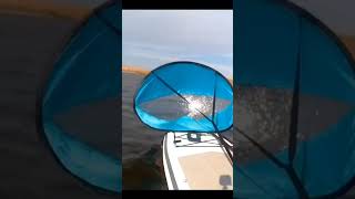 Have you ever tried SUP sailing? #viral #trending #shorts