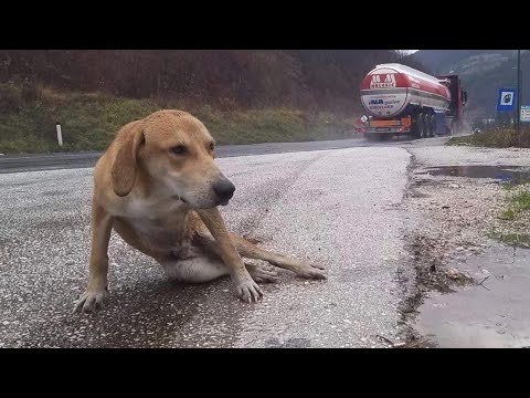 He laid motionless under raining beside the highway road desperate waiting for help!