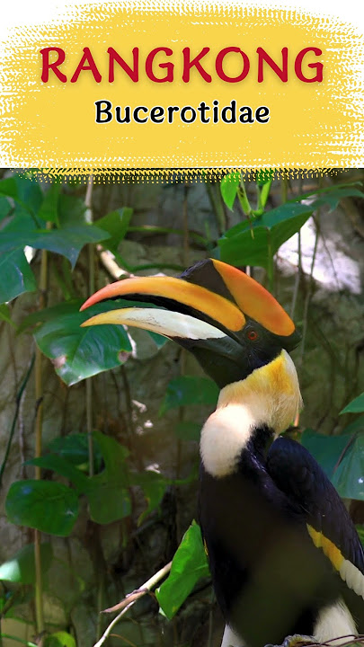 SUARA BURUNG RANGKONG #shorts