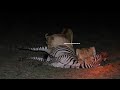 A Zebra Kill Masai Mara