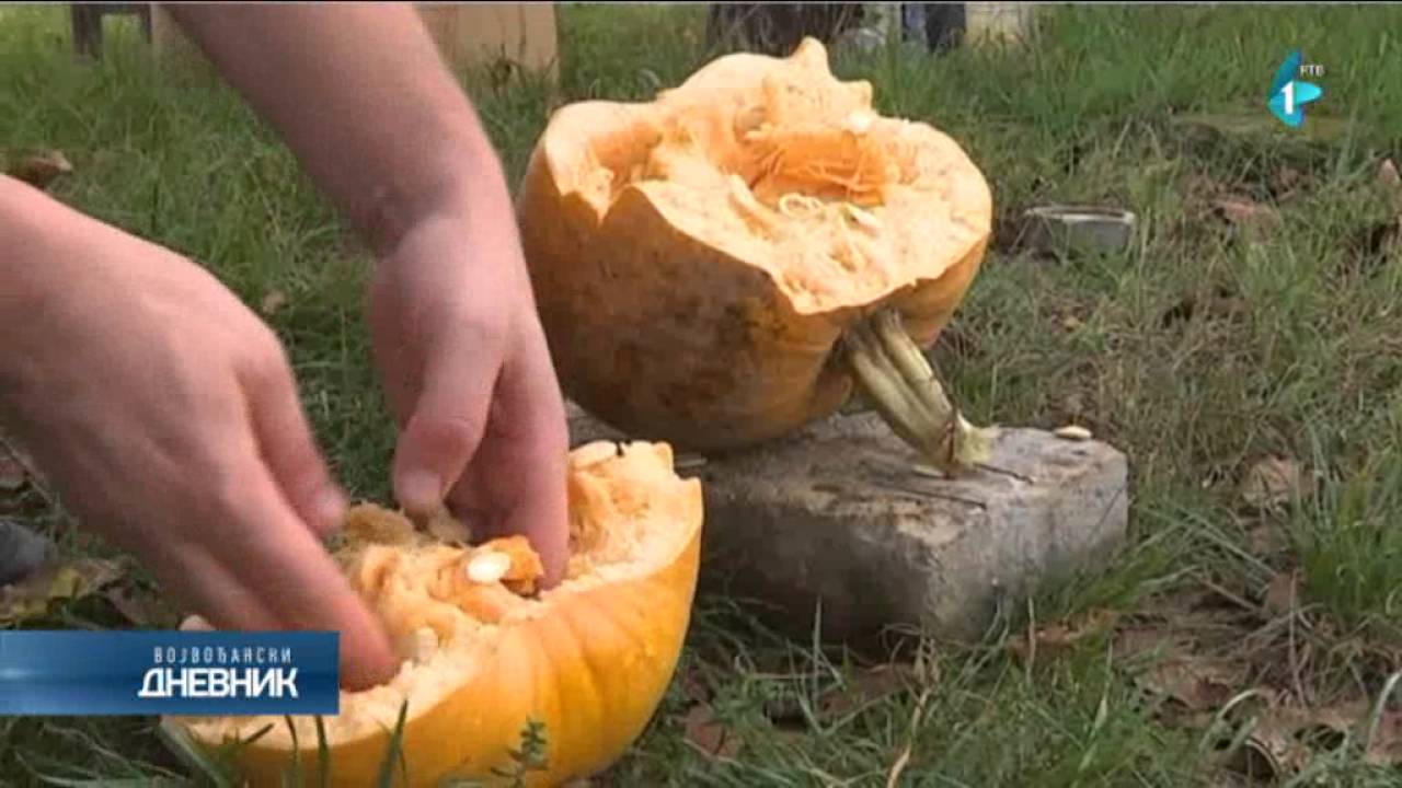 Bundeve sve traženije za kolačarstvo